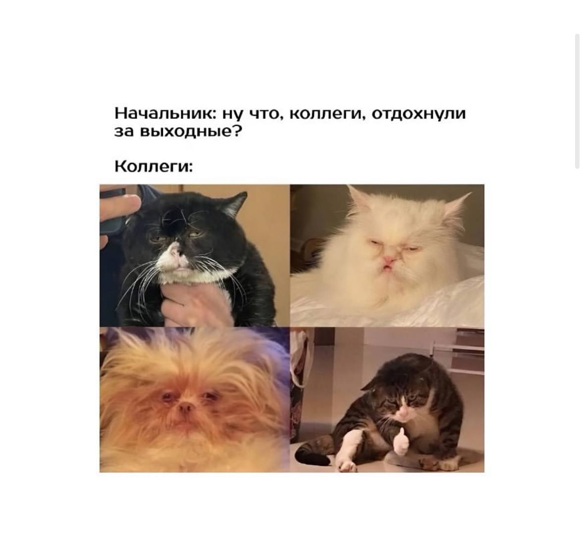 Традиционный легальный просмотр мемов на работе 😉 | Сетка — социальная сеть от hh.ru