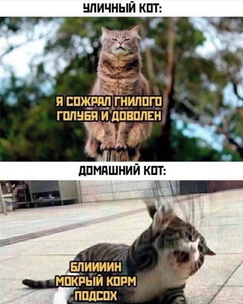 Поднакопилось у меня картинок
Вот вам дроп) | Сетка — социальная сеть от hh.ru