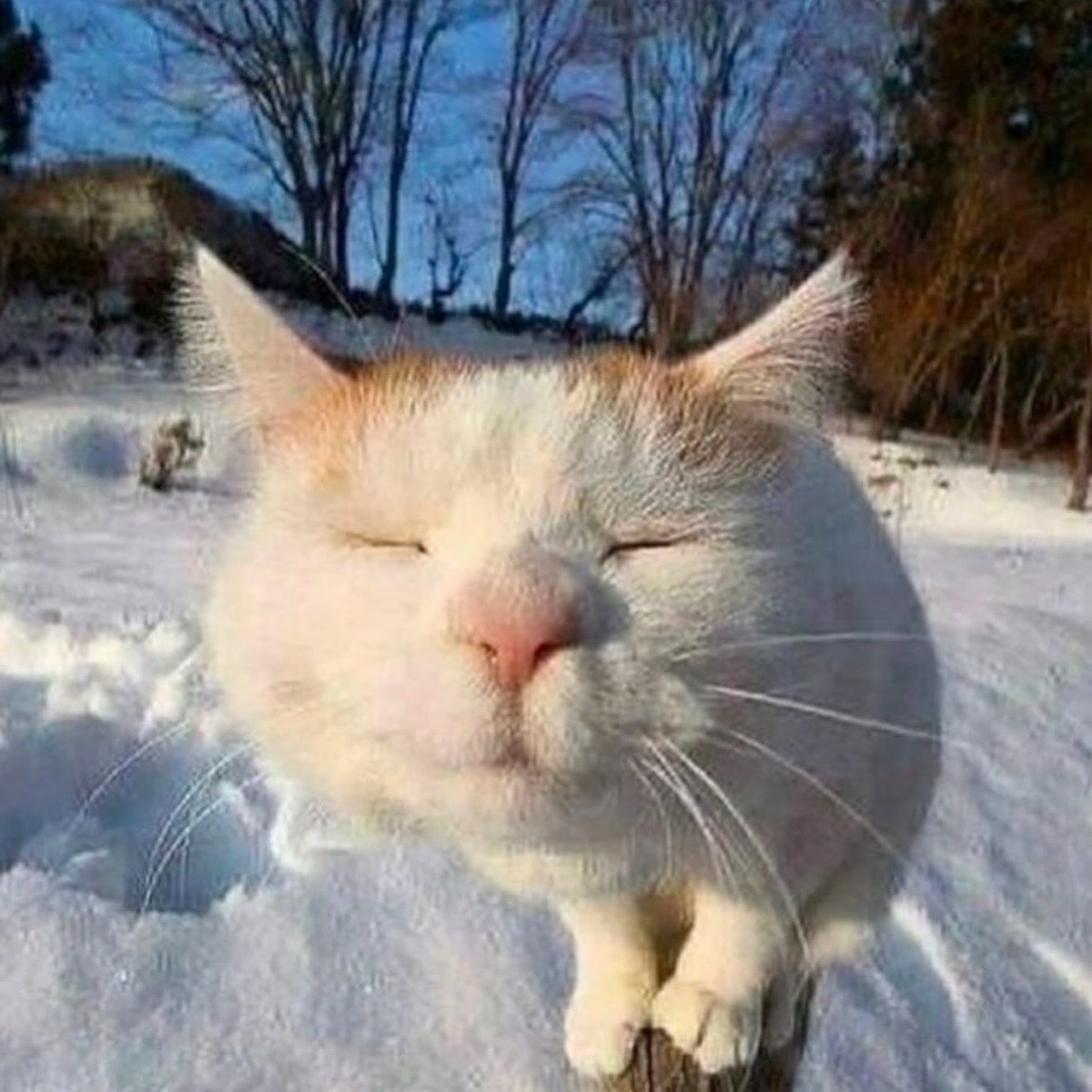 Ольга Хохлова