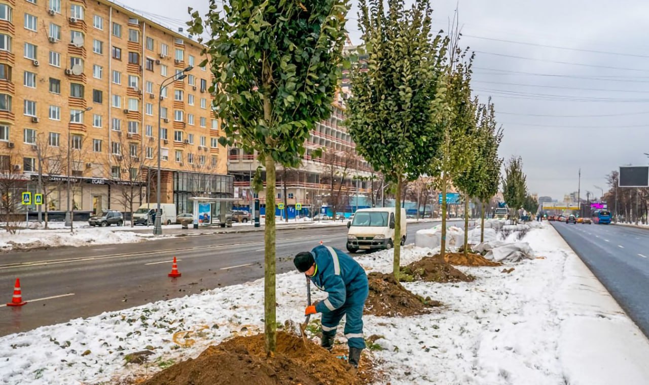 🌴Более 5 тысяч деревьев высадят в Ставрополе в 2025 году
В различных районах города появятся молодые деревья: берёзы, липы, клёны, сосны, дубы, черёмухи, рябины, акации и ясени | Сетка — социальная сеть от hh.ru