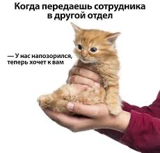 Мои соцсети утопают в рилсах и мемах про работу HR | Сетка — социальная сеть от hh.ru