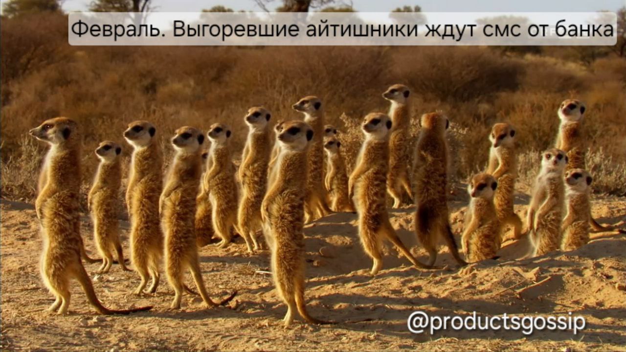 Всех с пятницей!
#сурикаты@productsgossip
Таня, [ex-B2B 👩‍💻] 
@productsgossip | Сетка — социальная сеть от hh.ru