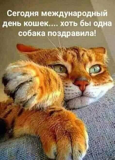 С днем весны и кошек!!!😽 | Сетка — социальная сеть от hh.ru