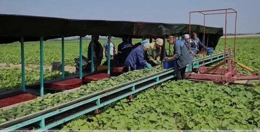📣 Всем доброго времени суток! Требуется на работу люди, Волгоградская область, посёлок Рахинка. Требуется рабочие с проживанием, проживание в вагончике, все условия есть, баня, столовая, итд | Сетка — социальная сеть от hh.ru