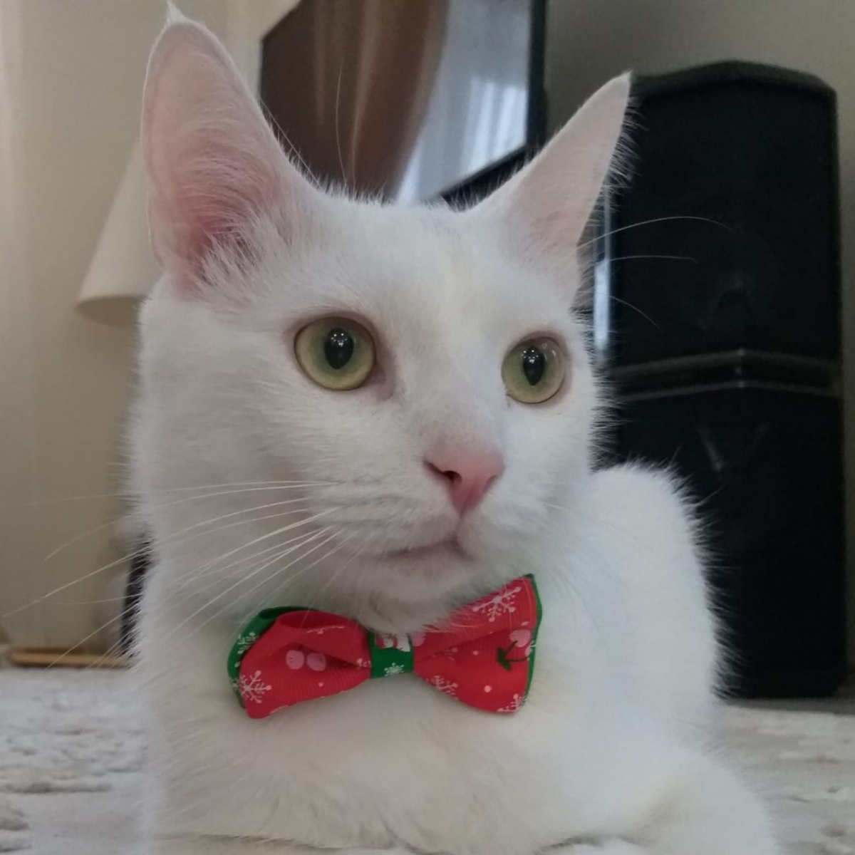 Я пишу о разработке