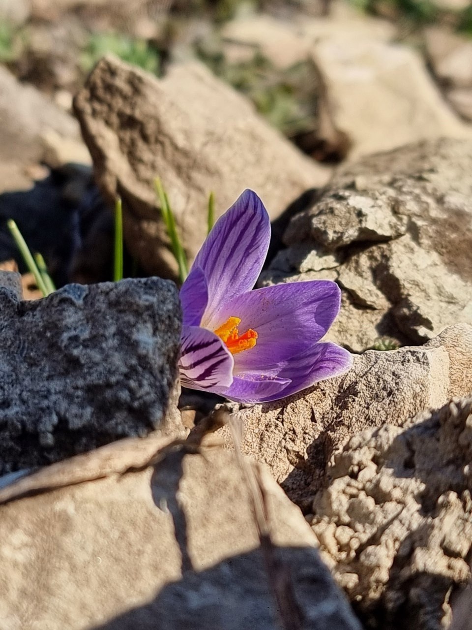 🌺 Дыхание весны на склонах лакколитов КМВ
📷 Лидия Лащева
@stavropolyevibe | Сетка — социальная сеть от hh.ru