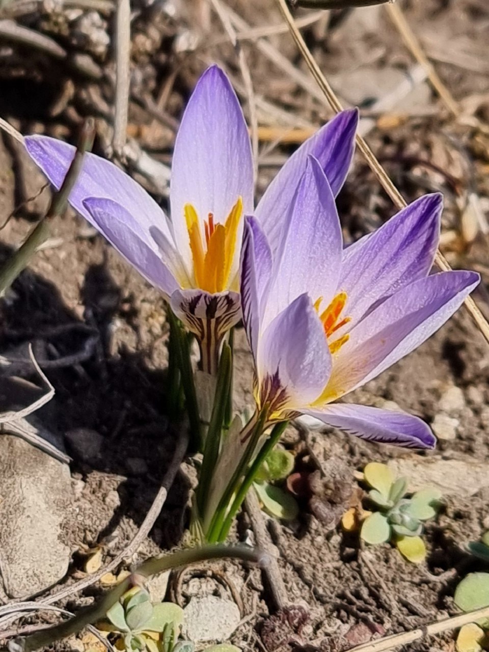 🌺 Дыхание весны на склонах лакколитов КМВ
📷 Лидия Лащева
@stavropolyevibe | Сетка — социальная сеть от hh.ru