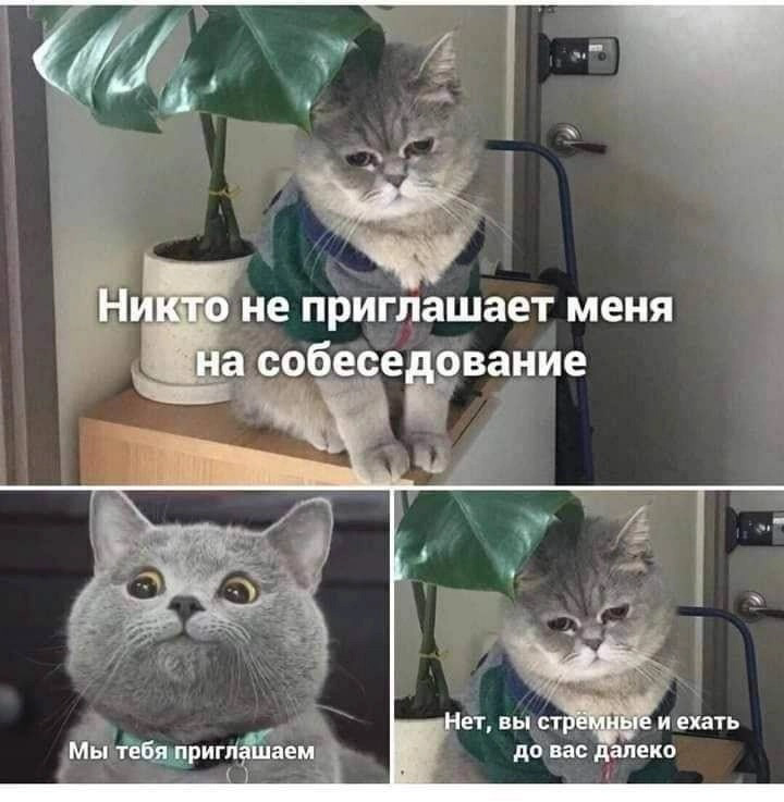 В процессах поиска бывает и такое | Сетка — социальная сеть от hh.ru