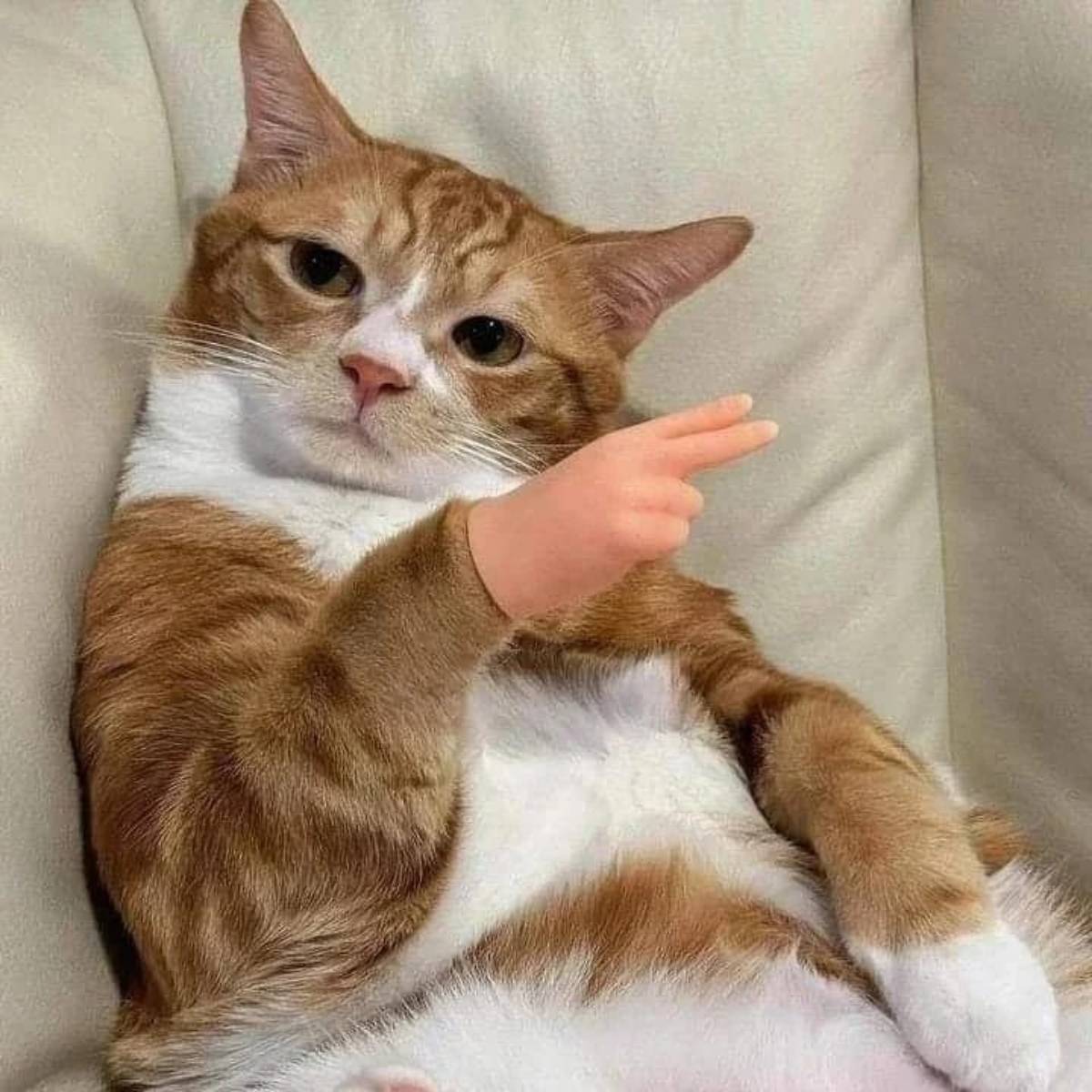 Олег Мягков | Сетка — социальная сеть от hh.ru