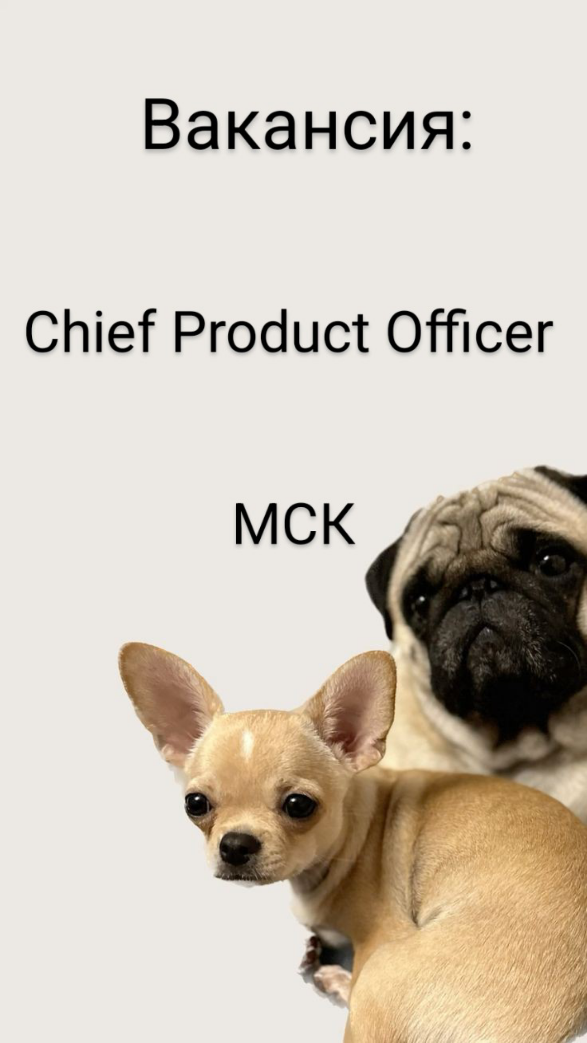 #ВАКАНСИЯ: Chief Product Officer
КОМПАНИЯ: Skyeng — трендсеттеры в онлайн-образовании | Сетка — социальная сеть от hh.ru
