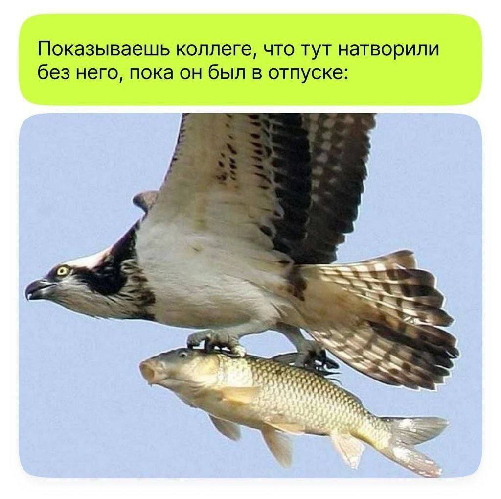 Сетка — социальная сеть от hh.ru