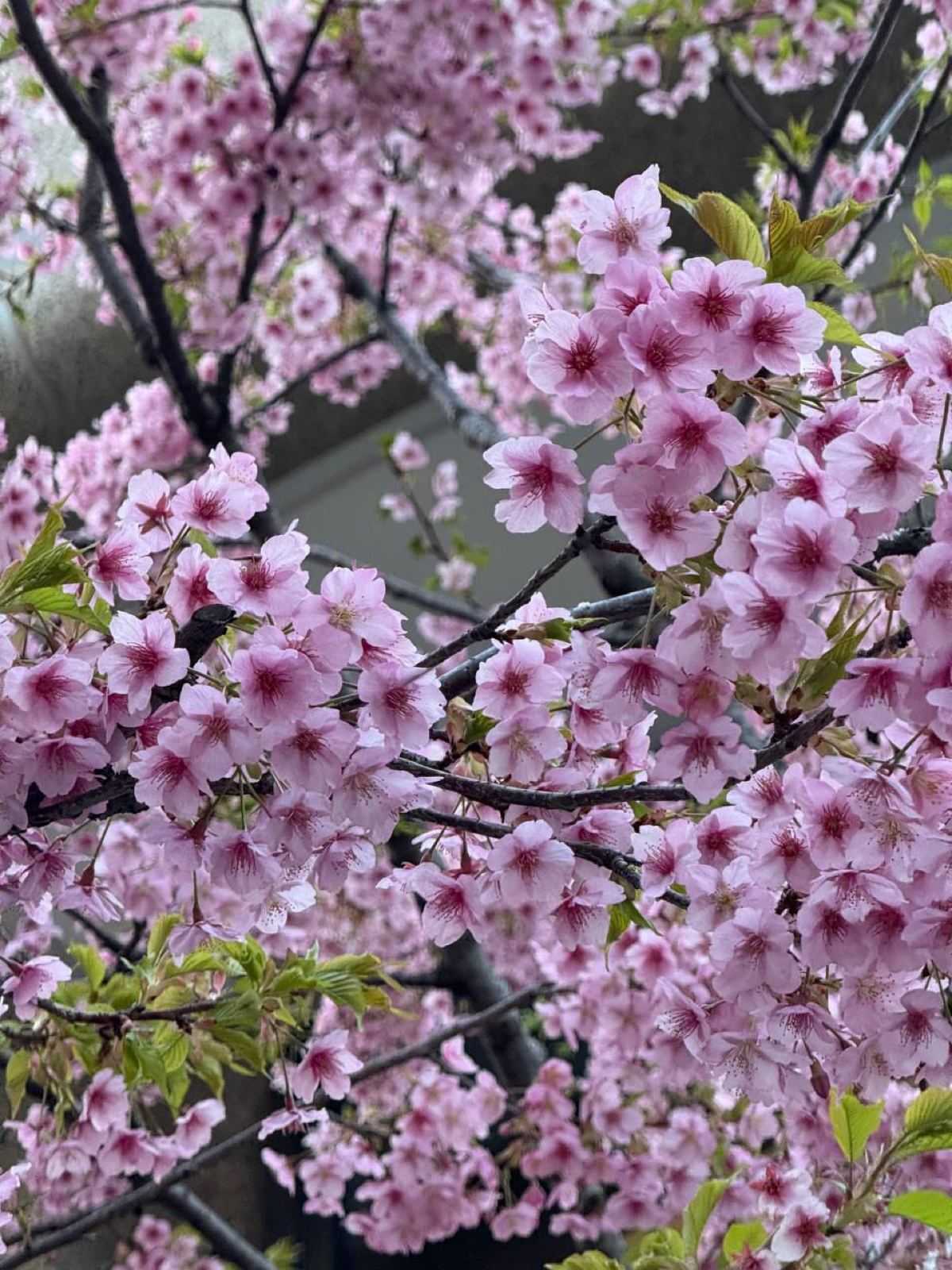 🌸 Поздравляю с 8 марта! 🌸
Дорогие дамы, от всей души поздравляю вас Международным женским днем! Пусть ваша жизнь будет такой же яркой и прекрасной, как цветущая сакура в Японии | Сетка — социальная сеть от hh.ru