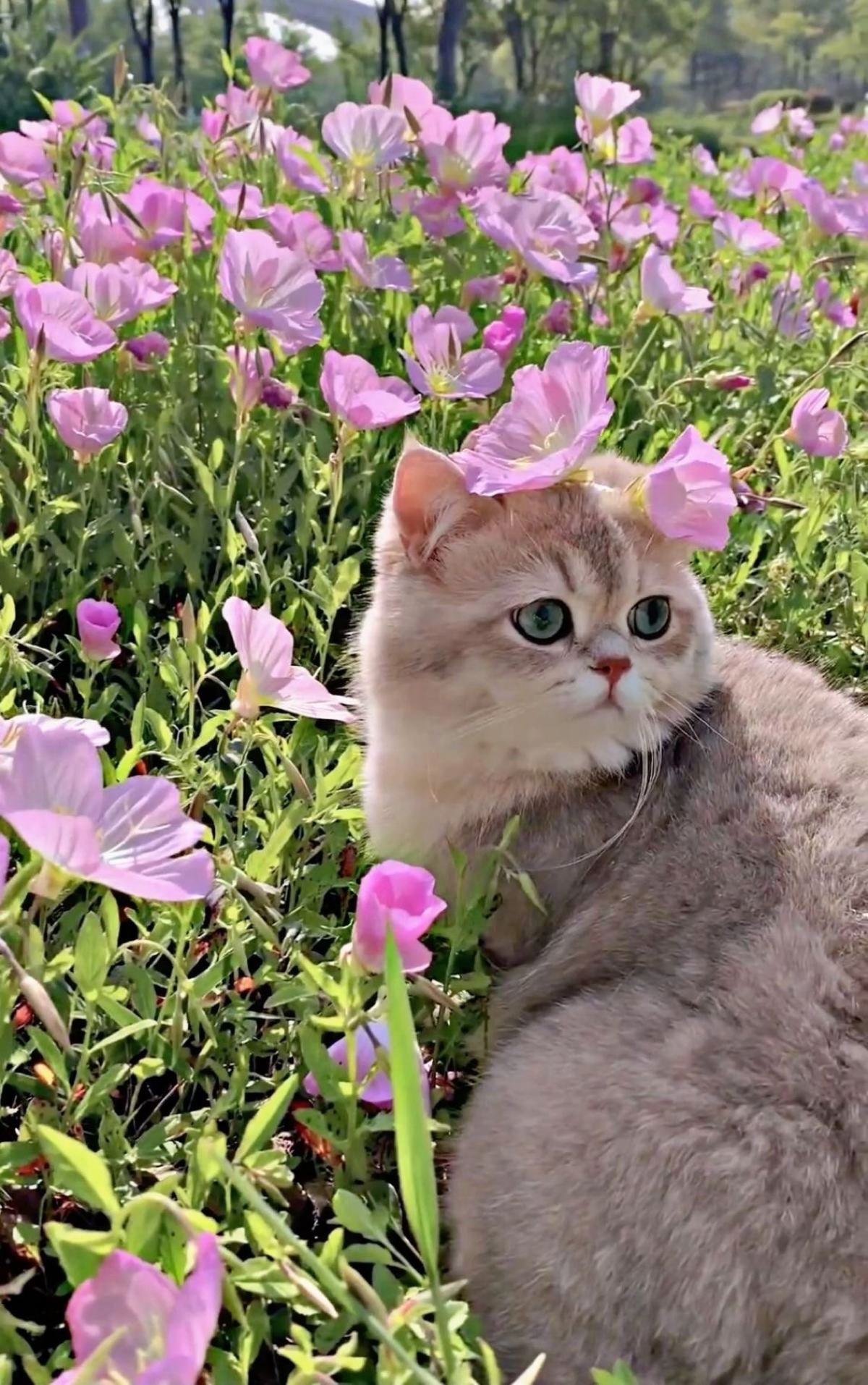 Милые дамы, с праздником вас! Будьте самыми счастливыми!💐 | Сетка — социальная сеть от hh.ru