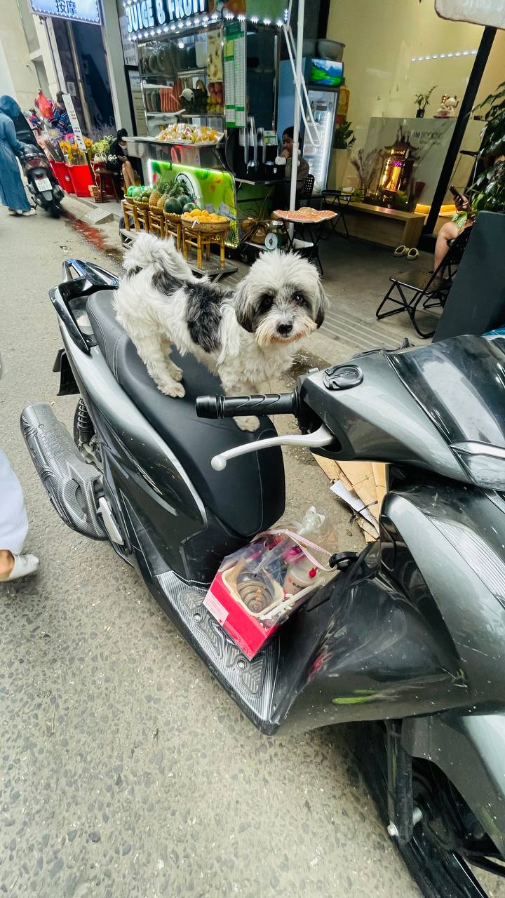 Сотни вьетнамских мужичков бережно придерживают одной рукой букеты, второй рулят, ногами фиксируют тортики и круассаны, спеша друг против друга и все вместе.
Сосредоточены и ответственны | Сетка — социальная сеть от hh.ru