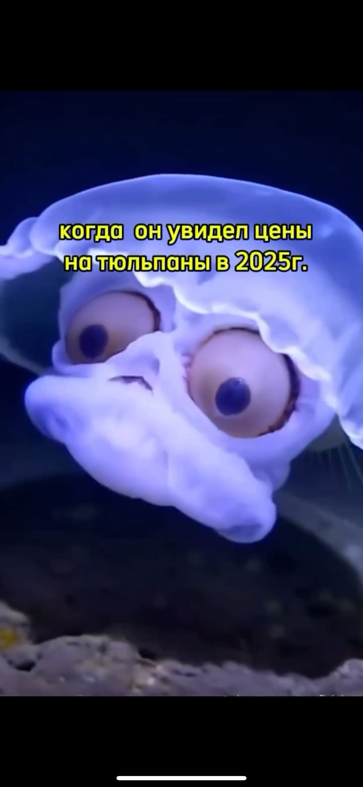 На цену тюльпанов не смотрим! Просто покупаем 😁💐 | Сетка — социальная сеть от hh.ru