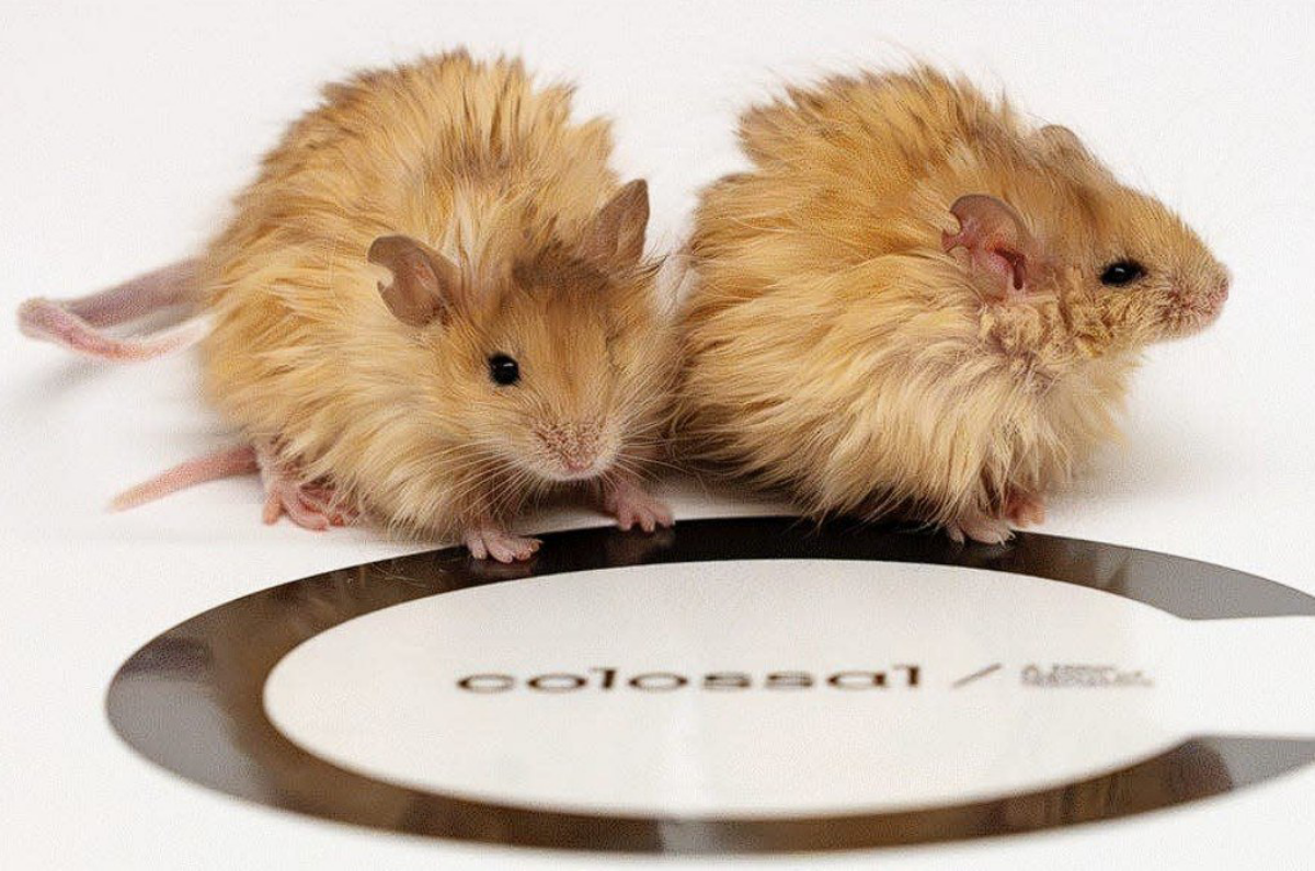 Мышь-мамонт и реальный "парк Юрского периода"
Недавно стартап Colossal Biosciences объявил о прорыве - им удалось создать вот такую мохнатую мышь с генами мамонта | Сетка — социальная сеть от hh.ru