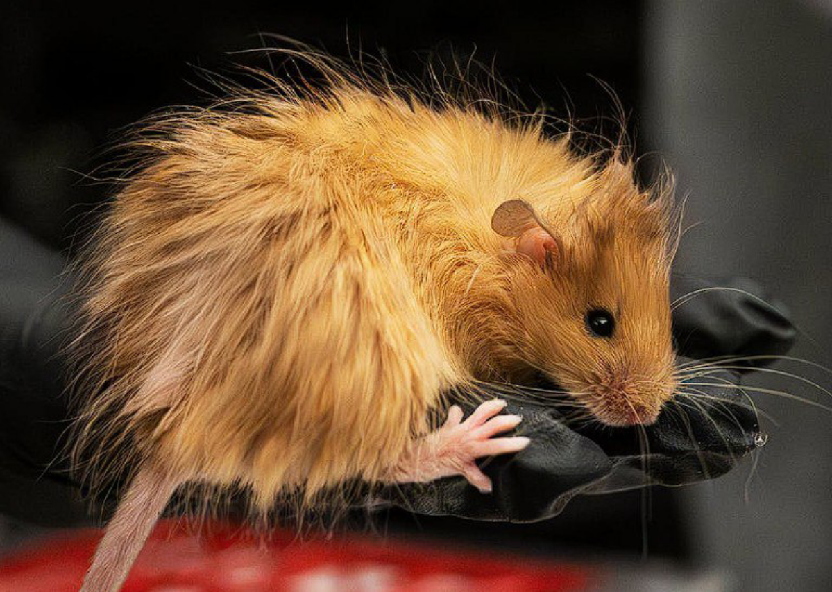 Мышь-мамонт и реальный "парк Юрского периода"
Недавно стартап Colossal Biosciences объявил о прорыве - им удалось создать вот такую мохнатую мышь с генами мамонта | Сетка — социальная сеть от hh.ru