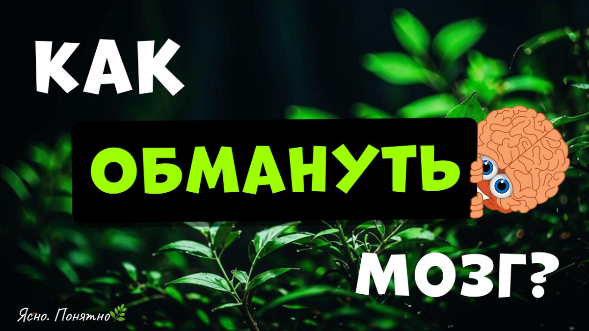 Как обмануть свой мозг и выработать полезные привычки | Сетка — социальная сеть от hh.ru