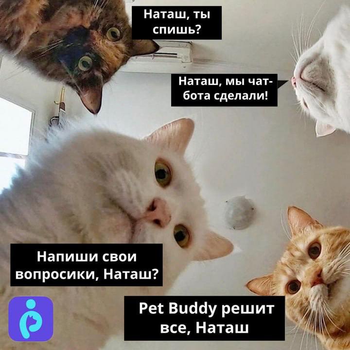 Я там выше писала, что сама запустила бот-и все еще горжусь этим))
Теперь расскажу, а что это за бот и как он работает:
Pet Buddy (@PetPrivetbot) - это твой личный помощник в уходе за питомцем
А шо он... | Сетка — социальная сеть от hh.ru