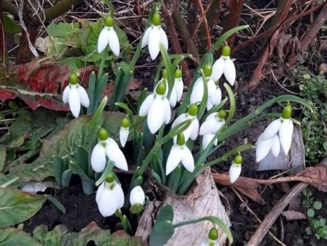 🌷В предгорьях Северного Кавказа распустились подснежники
Эти прекрасные цветы занесены в Красную книгу, поэтому их сбор строго запрещён | Сетка — социальная сеть от hh.ru