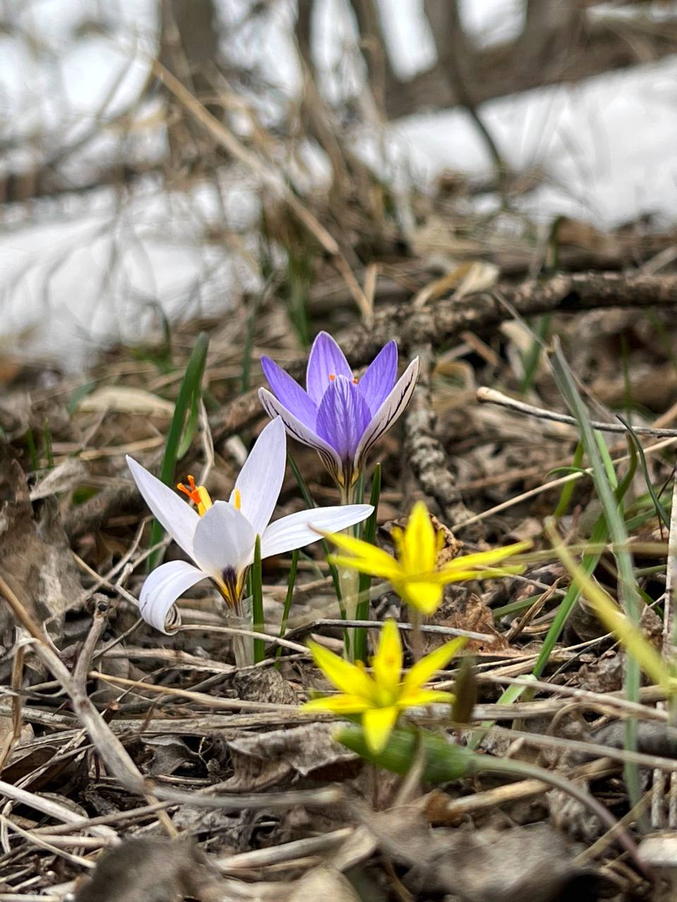 Цветущие крокусы на Машуке
📸@artemmeletov
@stavropolyevibe | Сетка — социальная сеть от hh.ru