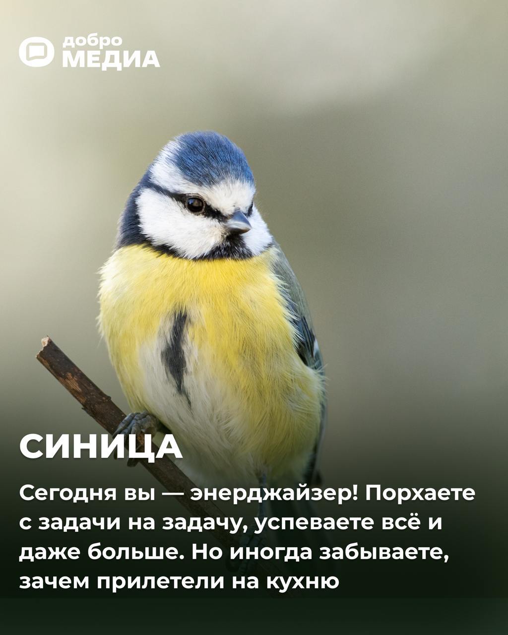 Какая птичка вы сегодня?
Оформить подписку на Молодость | Сетка — социальная сеть от hh.ru