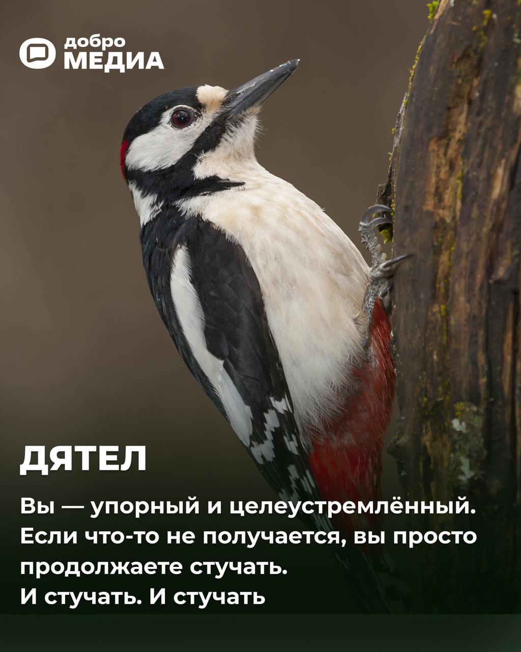 Какая птичка вы сегодня?
Оформить подписку на Молодость | Сетка — социальная сеть от hh.ru