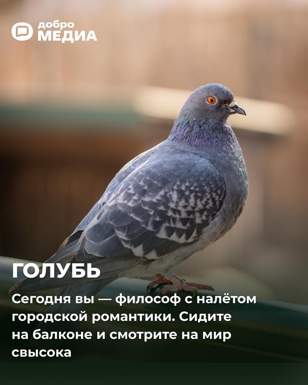 Какая птичка вы сегодня?
Оформить подписку на Молодость | Сетка — социальная сеть от hh.ru
