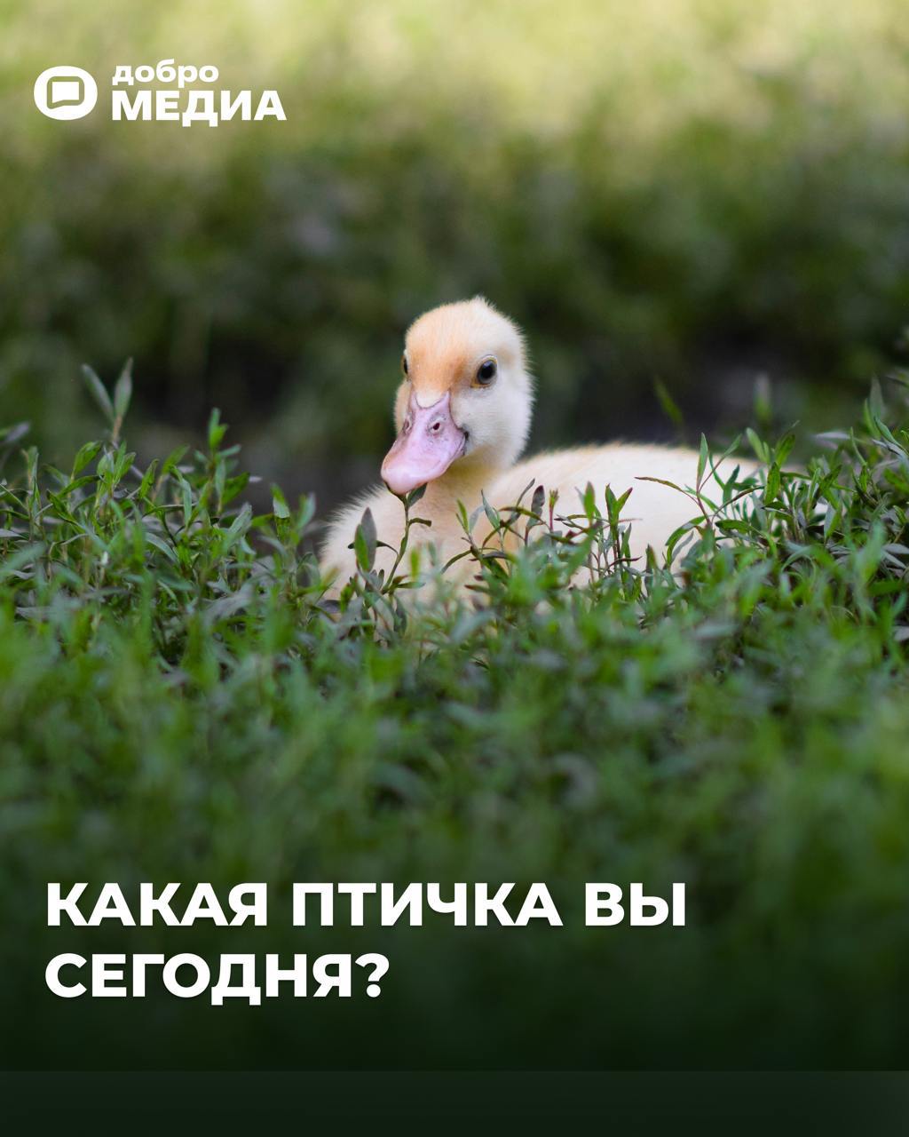 Какая птичка вы сегодня?
Оформить подписку на Молодость | Сетка — социальная сеть от hh.ru