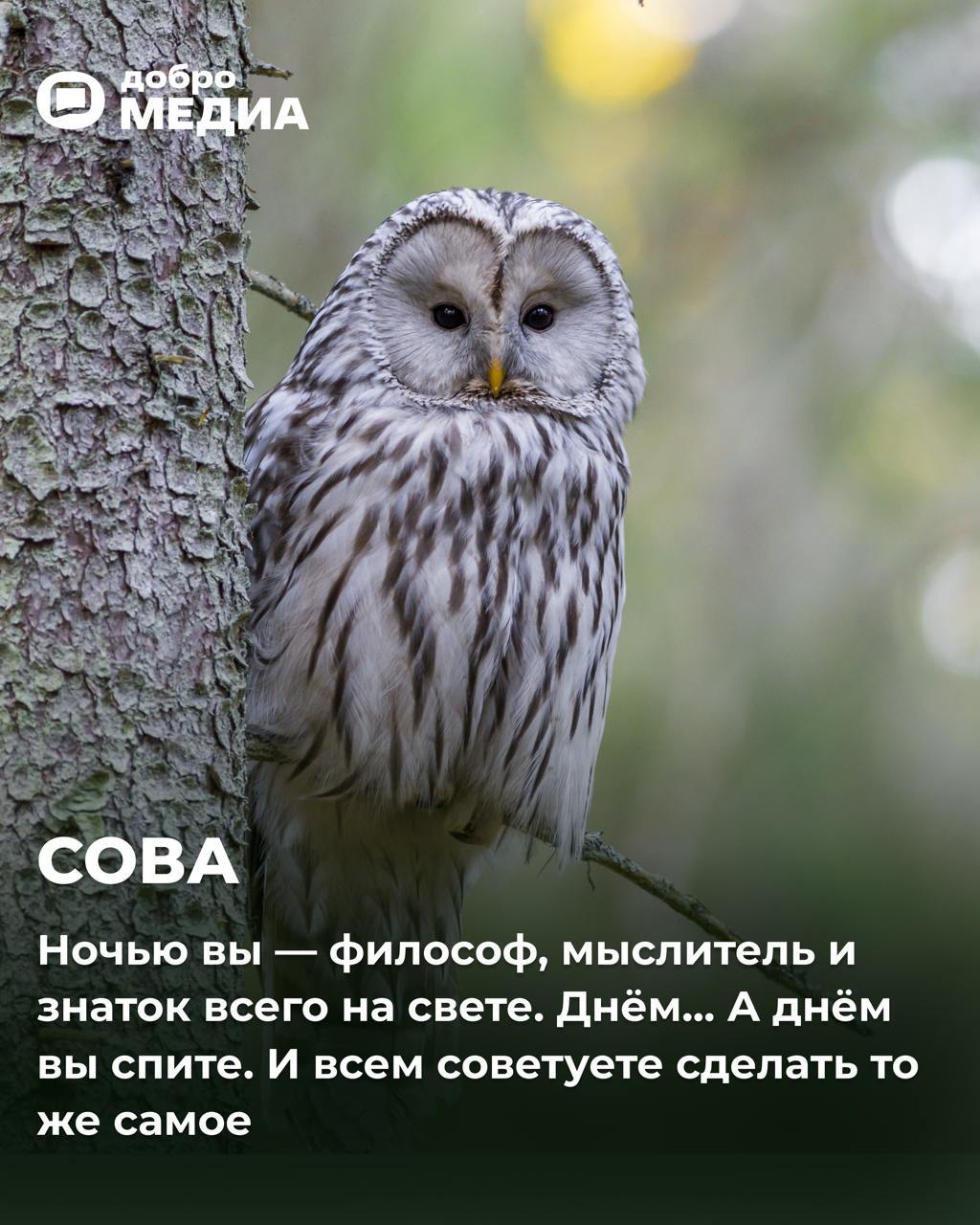 Какая птичка вы сегодня?
Оформить подписку на Молодость | Сетка — социальная сеть от hh.ru