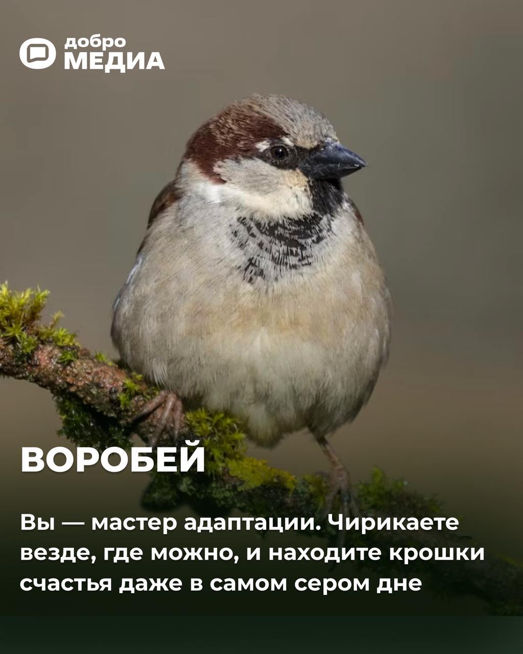 Какая птичка вы сегодня?
Оформить подписку на Молодость | Сетка — социальная сеть от hh.ru