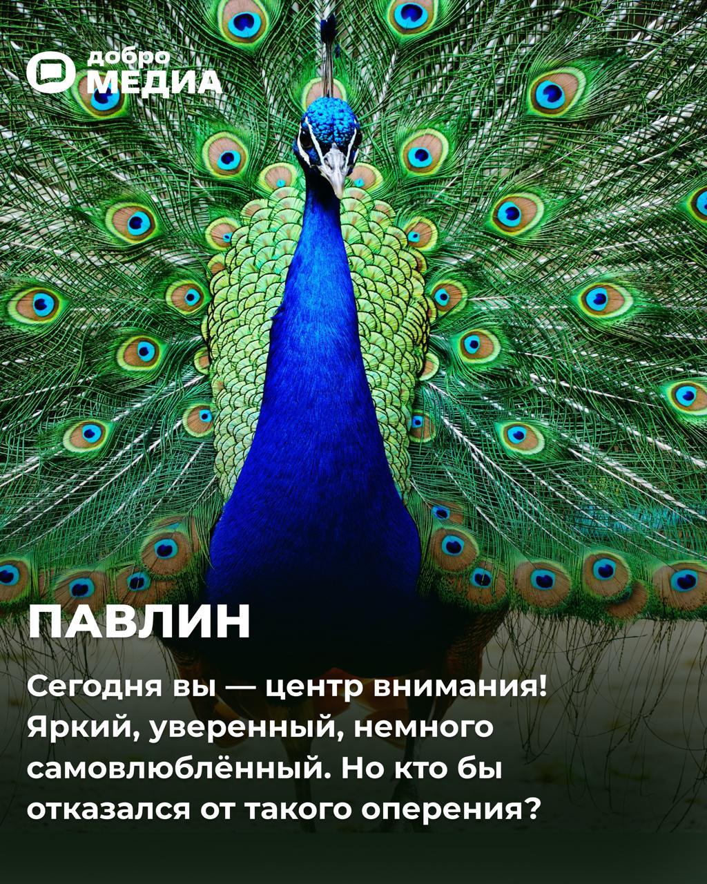 Какая птичка вы сегодня?
Оформить подписку на Молодость | Сетка — социальная сеть от hh.ru