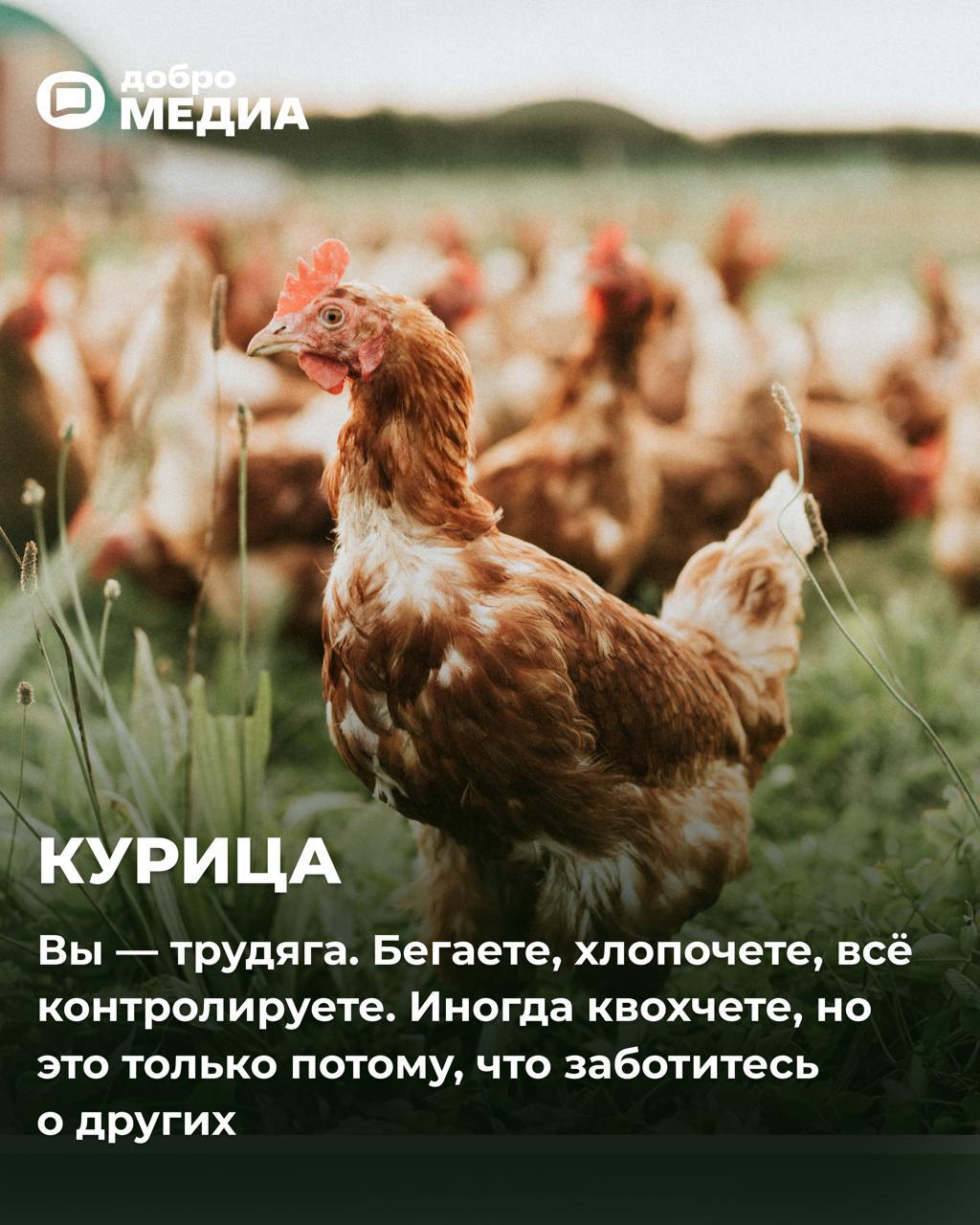 Какая птичка вы сегодня?
Оформить подписку на Молодость | Сетка — социальная сеть от hh.ru