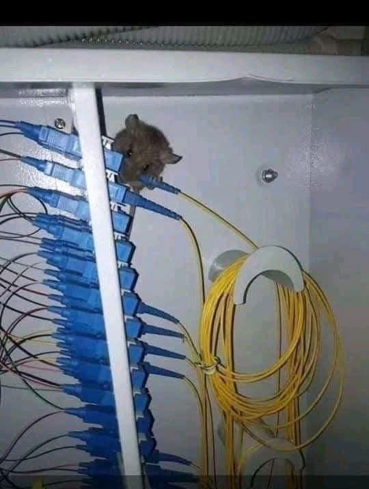 mouse in the middle | Сетка — социальная сеть от hh.ru