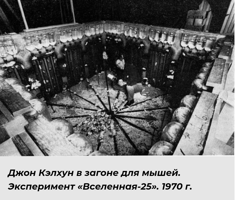 Эксперимент "Вселенная - 25" | Сетка — социальная сеть от hh.ru