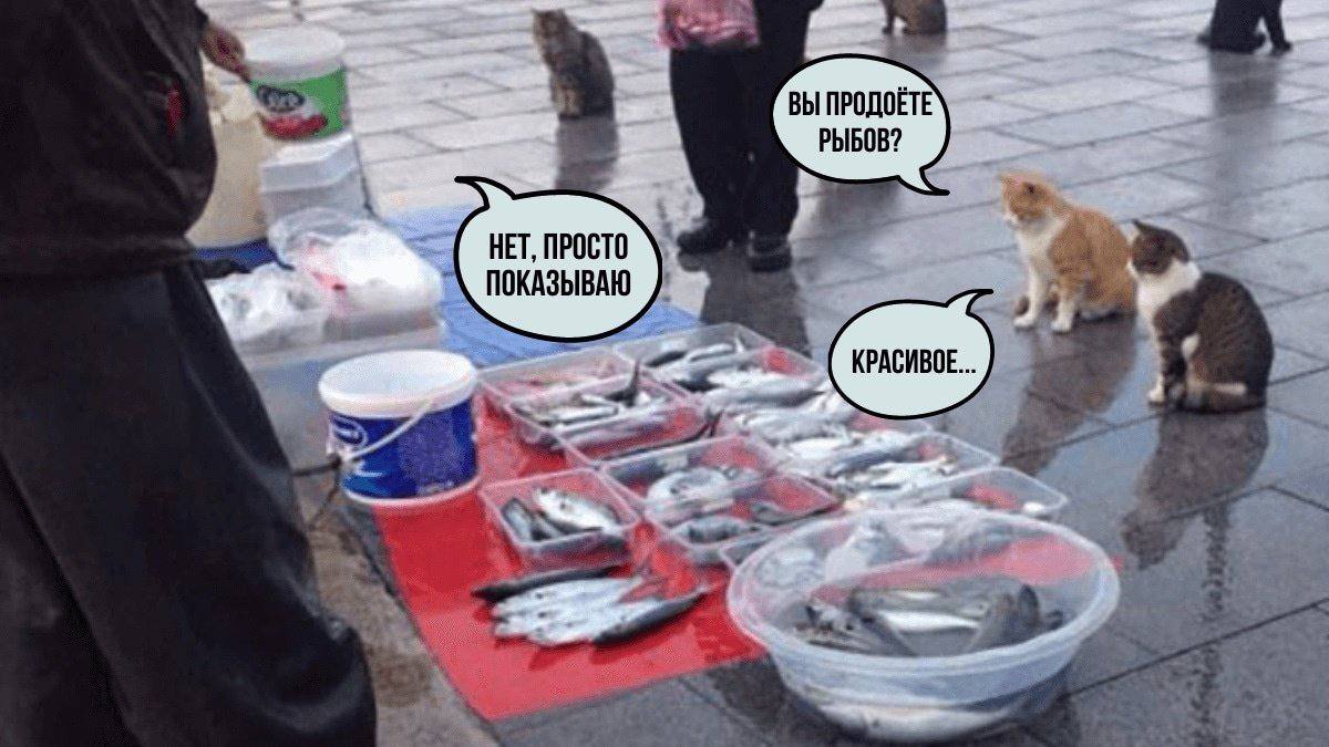 Вы продаете рыбов? Нет, просто показываю
Вы наверное встречали среди знакомых, когда стоматолог молчит о том, что он стоматолог, а психолог старается лишний раз не упоминать о своей работе? 😂
Потому ч... | Сетка — социальная сеть от hh.ru