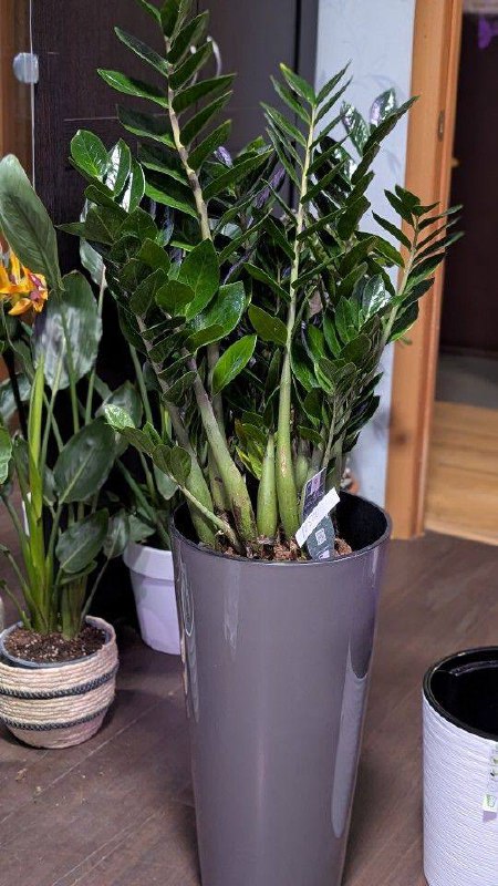 Какие виды озеленения существуют?
Давайте вместе разберемся
🌿 Основные виды озеленения
✅ Вертикальное озеленение – живые или искусственные фитомодули, зеленые стены и лианы | Сетка — социальная сеть от hh.ru