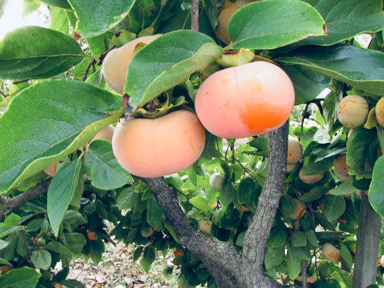 Хурма vs бабушка: кто вяжет быстрее? 👵🍊 | Сетка — социальная сеть от hh.ru