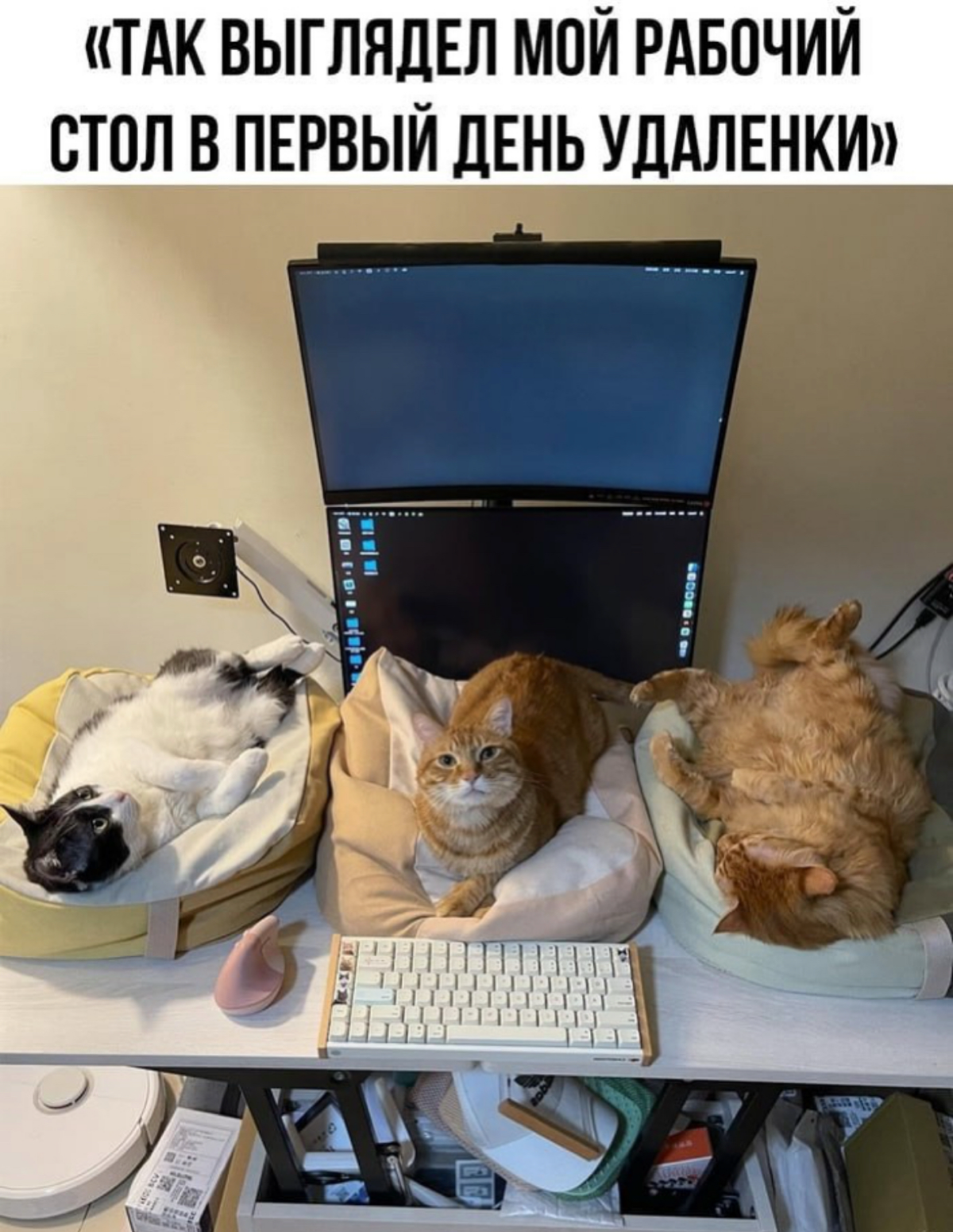 Вот бы мне таких котиков! | Сетка — социальная сеть от hh.ru