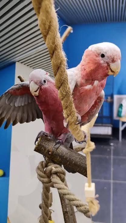 🦜В Москвеоткрылось антикафе с попугаями Мир КакадуЕжедневно 10:00-22:00
Вы сможете пообщаться с пятью птичками: покормить, погладить и подержать | Сетка — социальная сеть от hh.ru