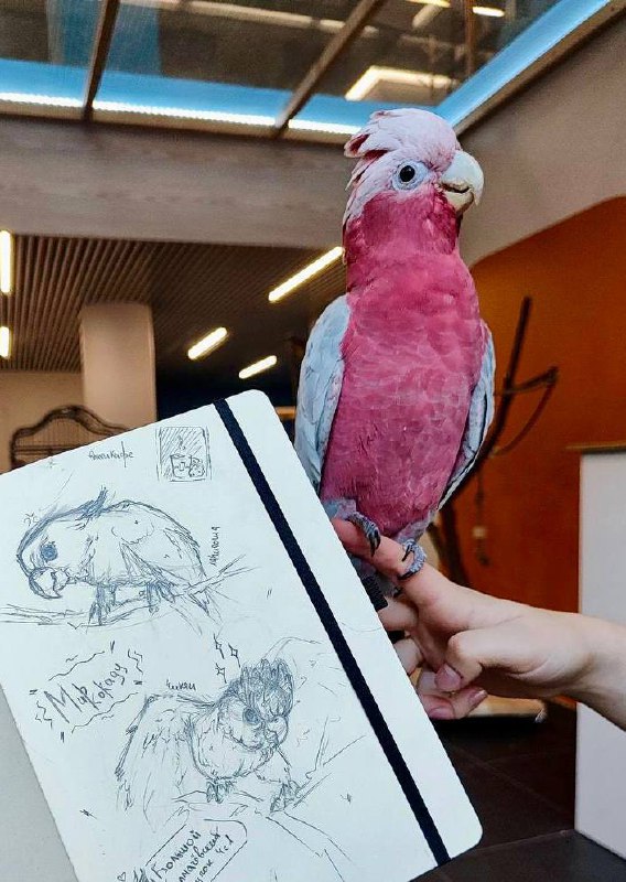 🦜В Москвеоткрылось антикафе с попугаями Мир КакадуЕжедневно 10:00-22:00
Вы сможете пообщаться с пятью птичками: покормить, погладить и подержать | Сетка — социальная сеть от hh.ru