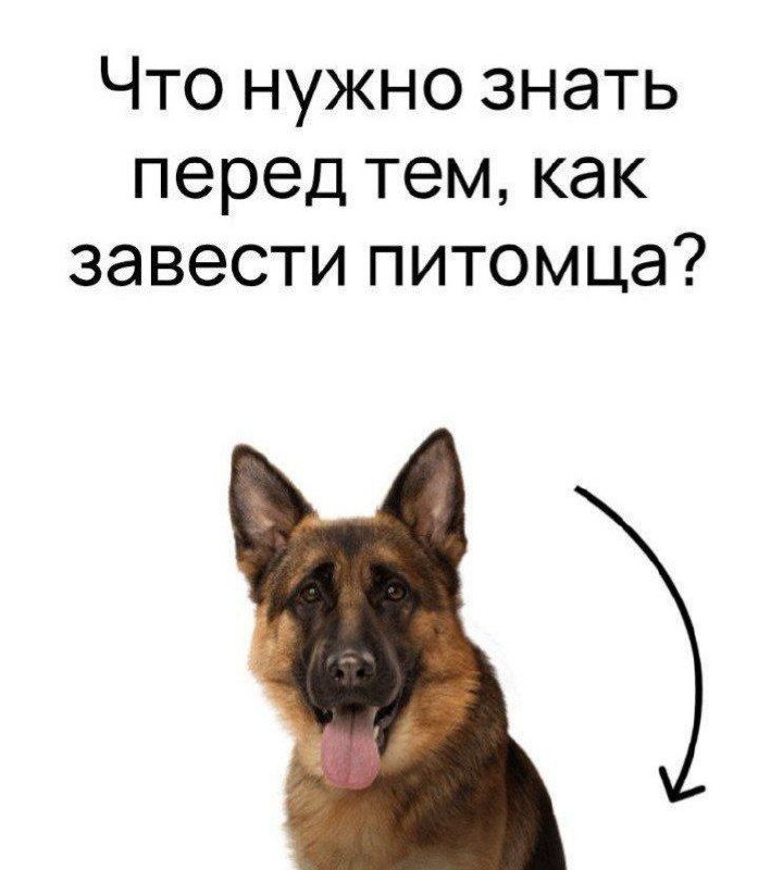 😋В преддверии премьеры фильма про полюбившуюся всем овчарку «Пальма 2» @avitob2b Авито совместно с создателями картины «Централ Партнершип» запускает благотворительный проект по поиску нового дома для... | Сетка — социальная сеть от hh.ru