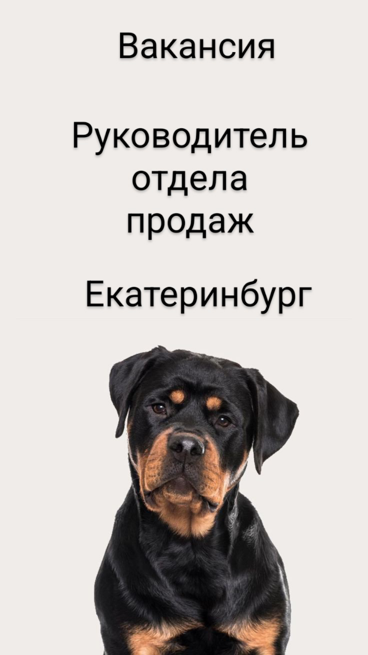 #вакансия #vacancy #руководитель #продажи #офис #Екатеринбург #fulltime #РОП
вакансия: Руководитель отдела продаж
зарплата:  до 400 т.р | Сетка — социальная сеть от hh.ru