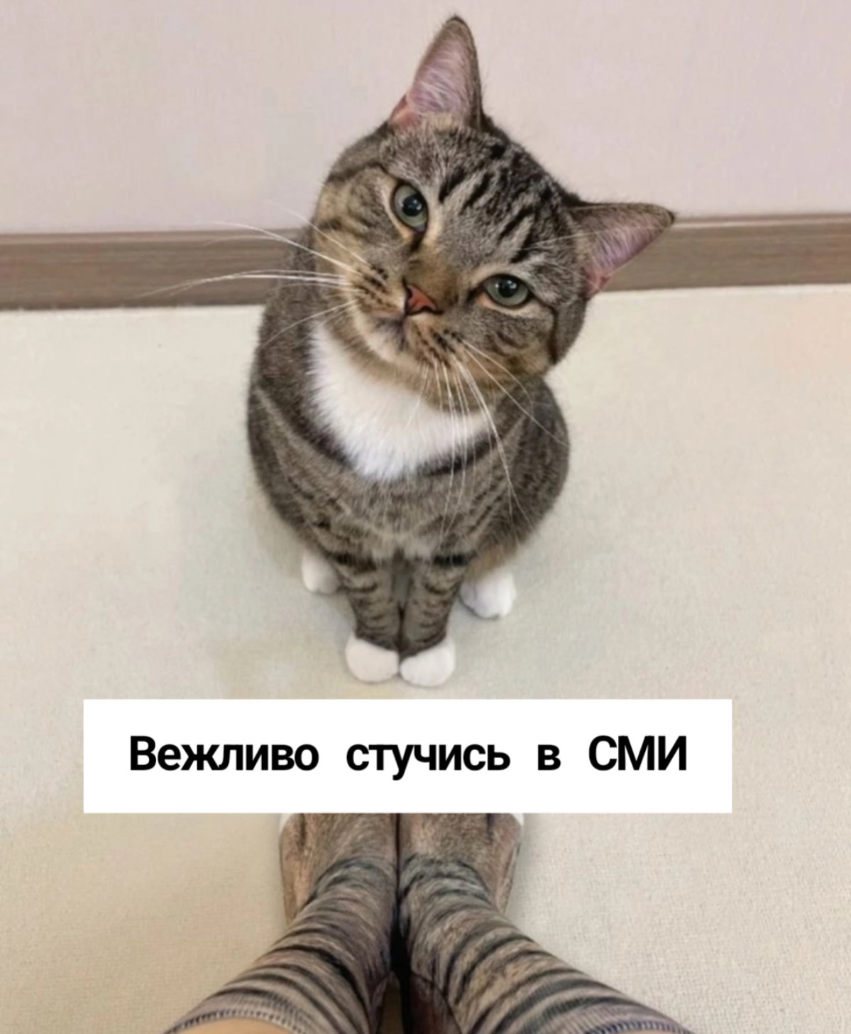 Хороший пиарщик - он как котик | Сетка — социальная сеть от hh.ru