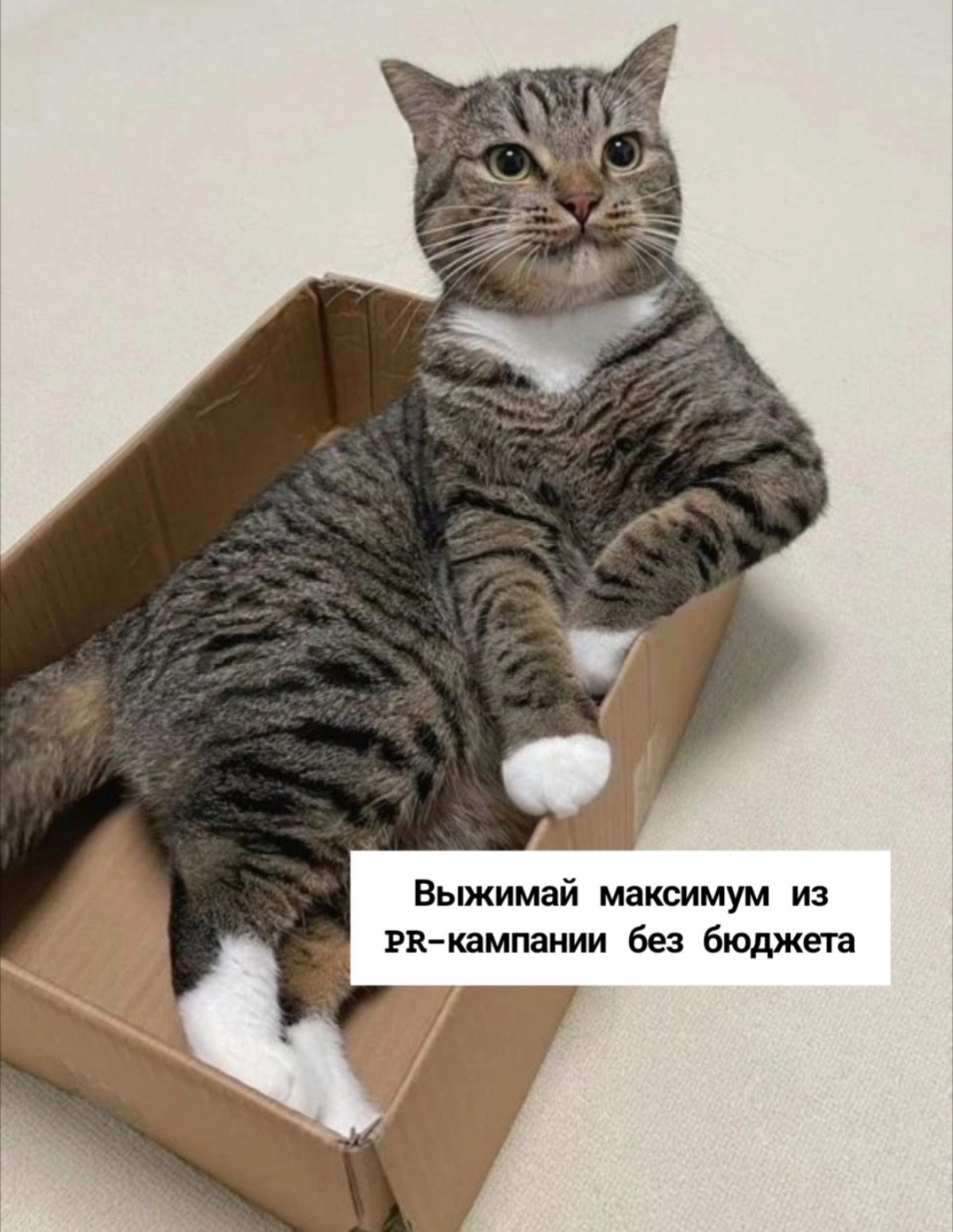 Хороший пиарщик - он как котик | Сетка — социальная сеть от hh.ru
