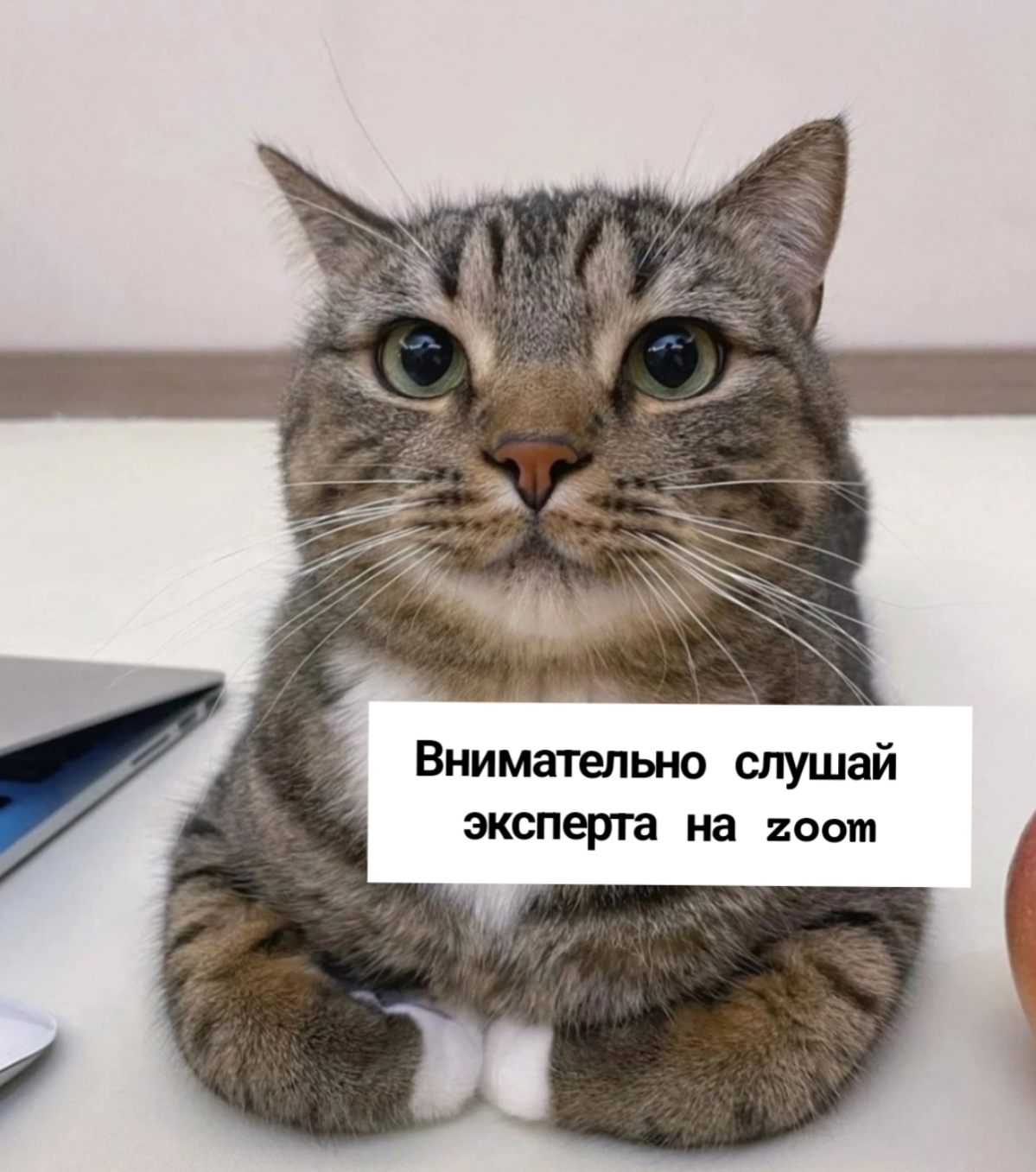 Хороший пиарщик - он как котик | Сетка — социальная сеть от hh.ru
