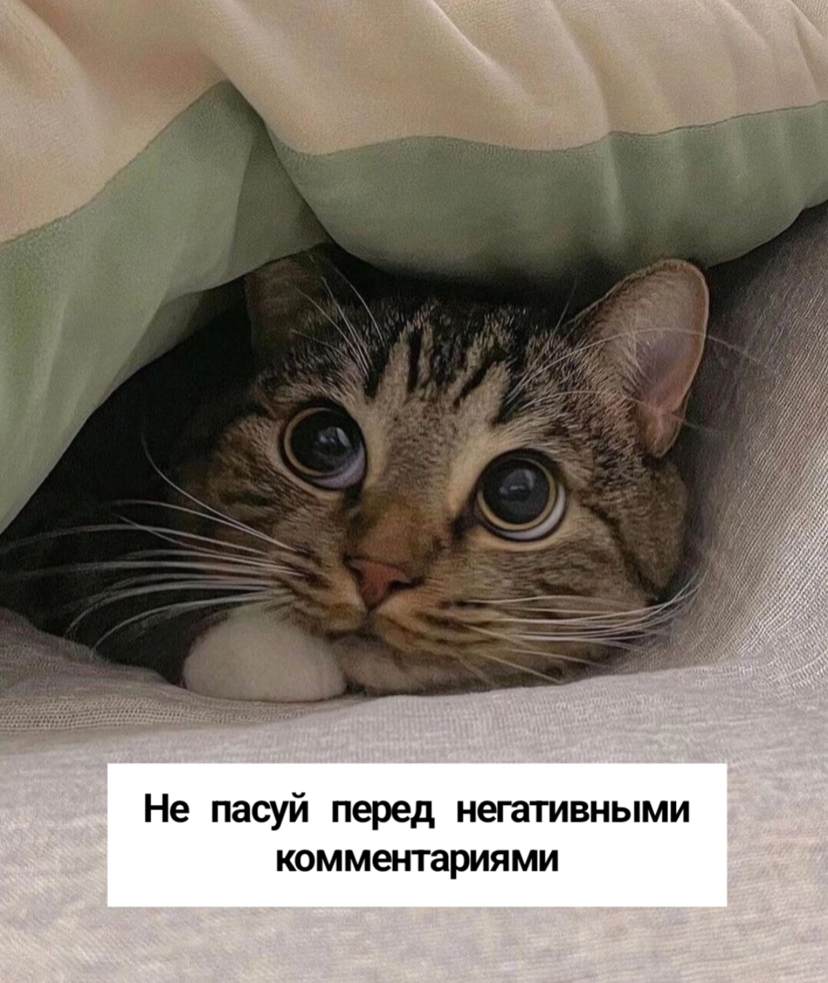 Хороший пиарщик - он как котик | Сетка — социальная сеть от hh.ru
