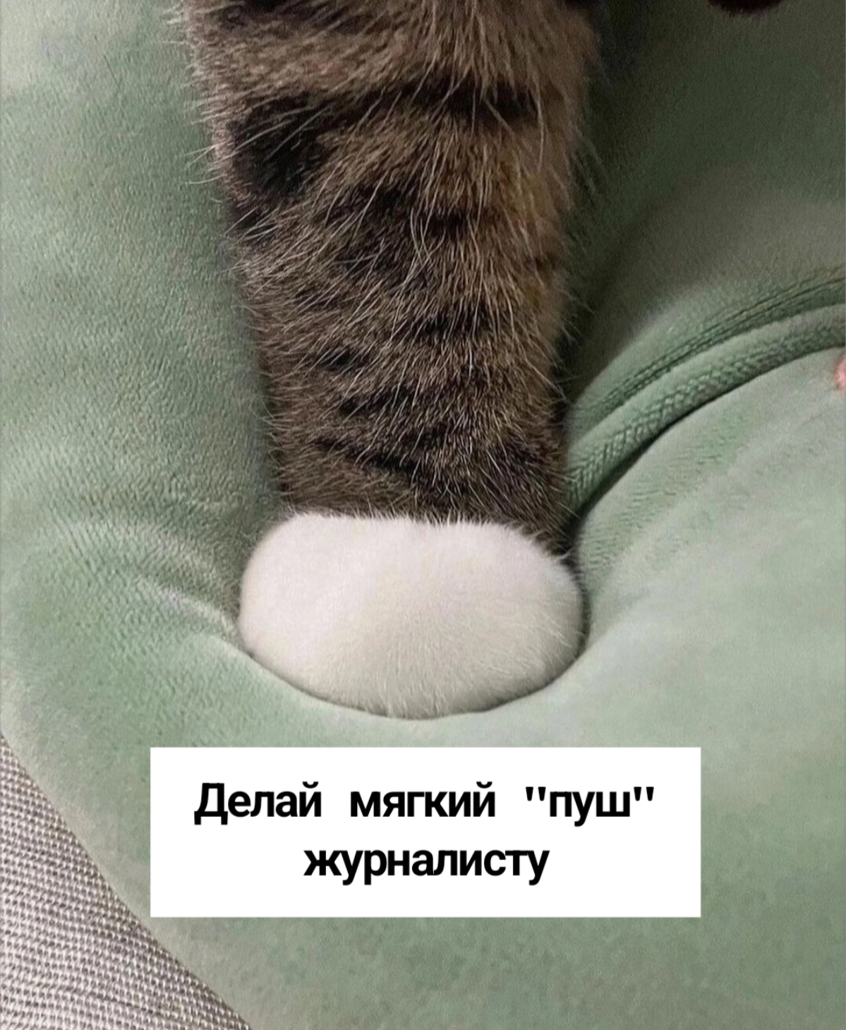 Хороший пиарщик - он как котик | Сетка — социальная сеть от hh.ru