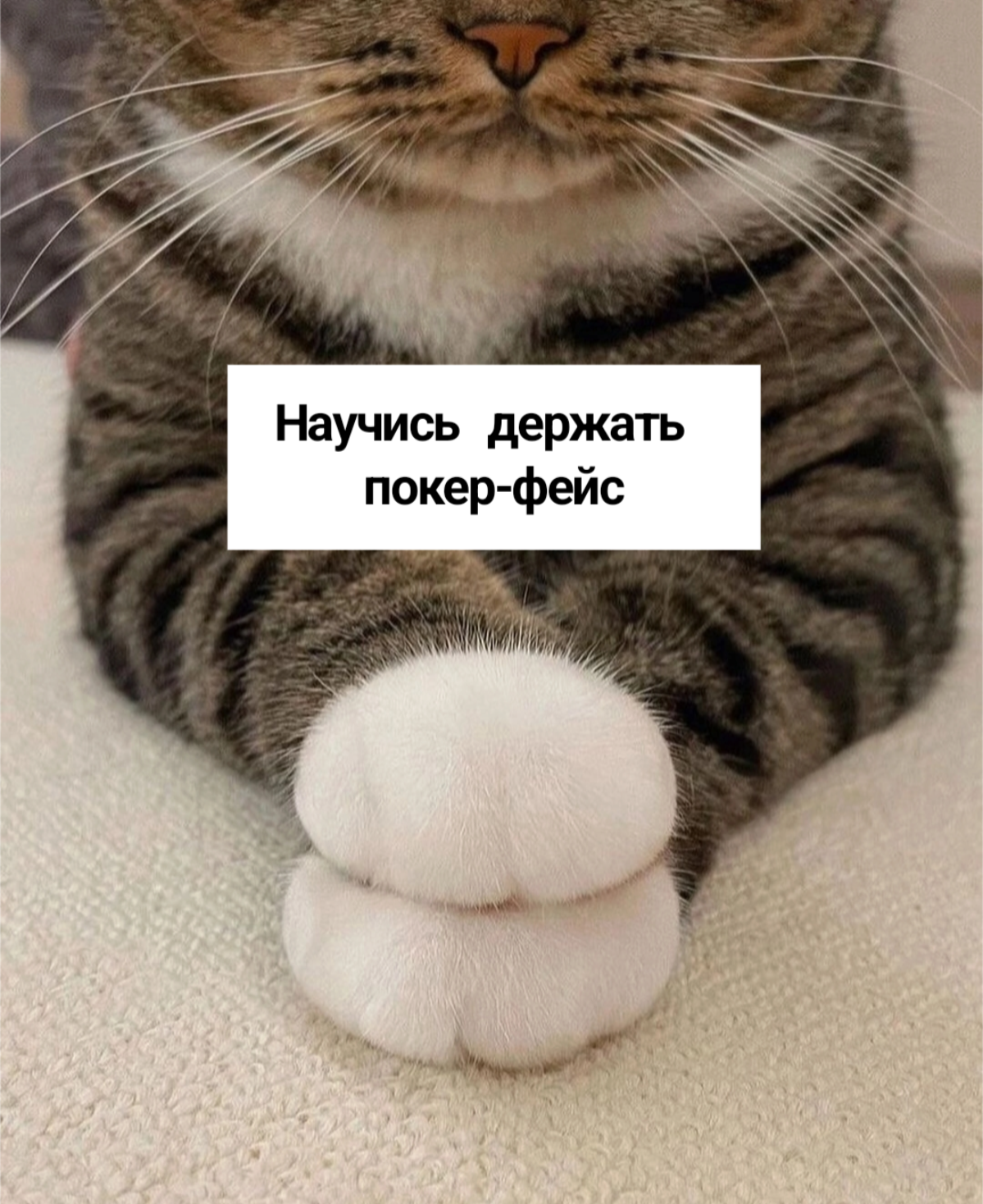 Хороший пиарщик - он как котик | Сетка — социальная сеть от hh.ru