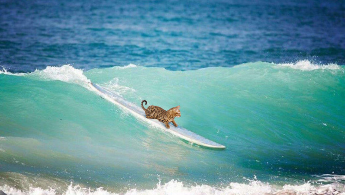 Волна серендипности | Сетка — социальная сеть от hh.ru